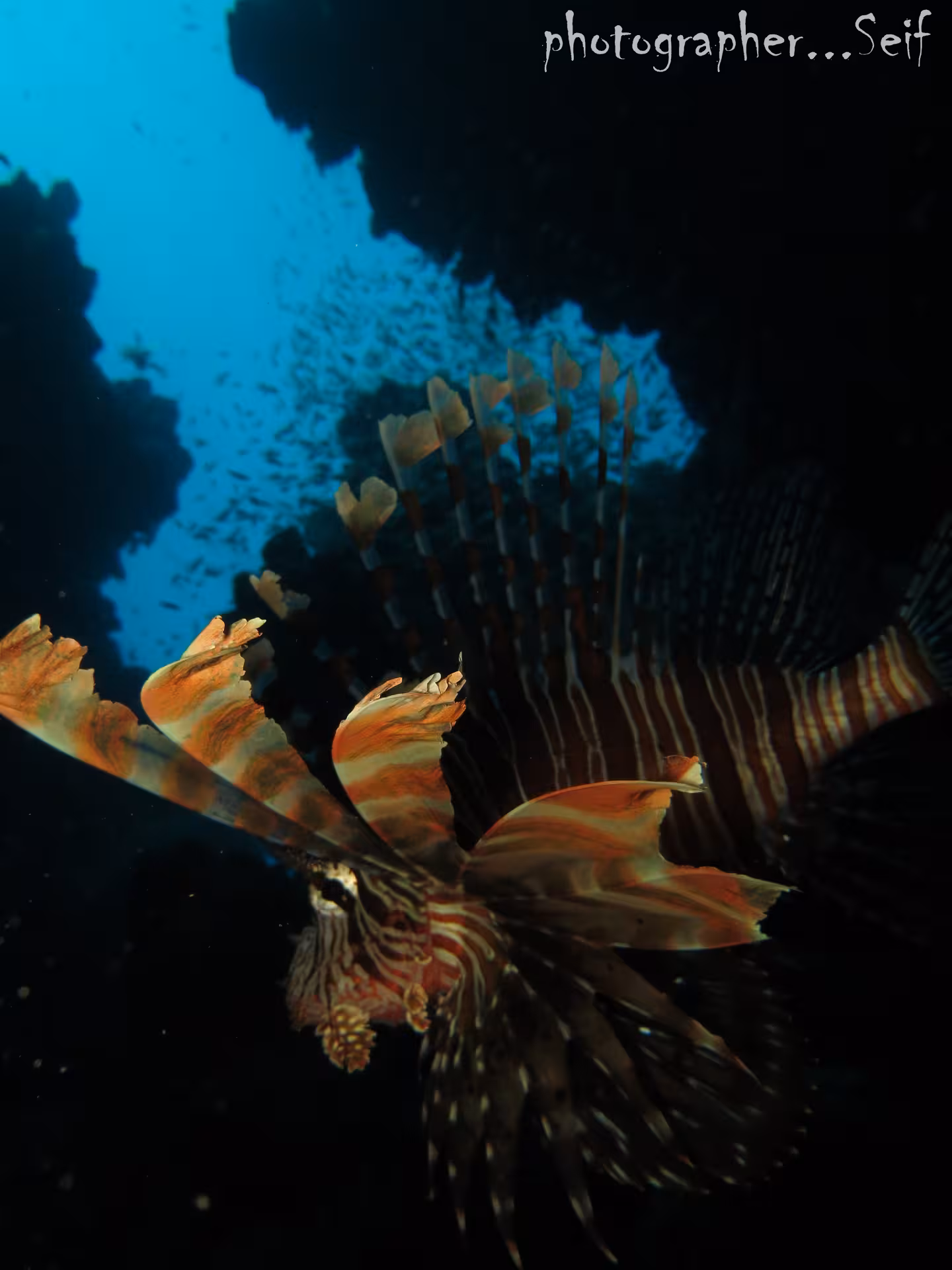 Vibrant lionfish swimming through Fujairah's coral reefs during a night dive, perfect for marine life enthusiasts.