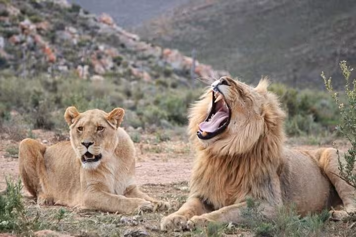 Two majestic lions resting at Aquila Big5 Private Game Reserve, a perfect stop on your wildlife safari tour.