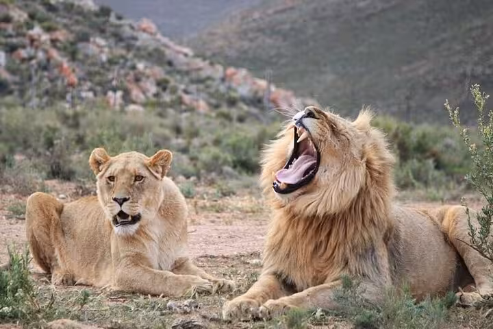 Lions resting in the sun at Aquila Game Reserve, showcasing wildlife adventure on a South African safari tour.
