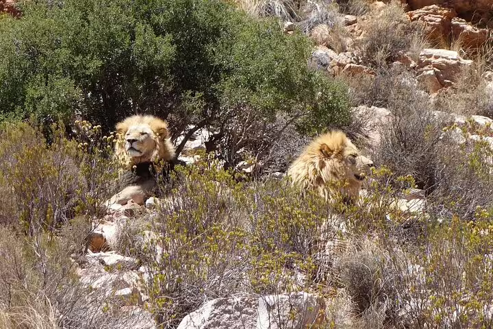 Two majestic lions resting in the shade of lush greenery during a wildlife safari on Africa’s Garden Route.