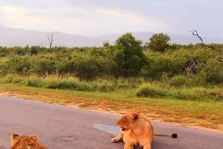 Pair of lions resting on the road, surrounded by scenic Kruger Park landscape, perfect for a guided safari tour.