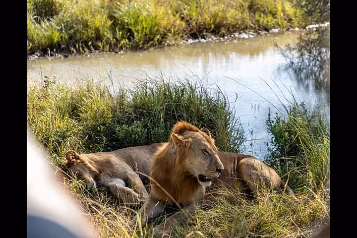 Lions resting by a waterhole in Mikumi National Park, ideal for a full-day 4x4 safari from Zanzibar.