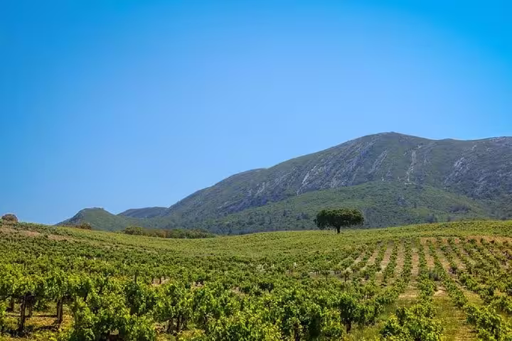 Scenic view of lush vineyards under a clear blue sky in Arrábida Natural Park, a highlight of the Lisboa small-group tour.
