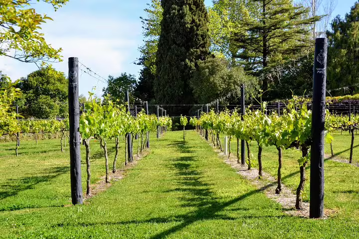 Sunlit vineyard in Lisbon's south, showcasing lush grapevines and serene greenery, perfect for a wine tour experience.
