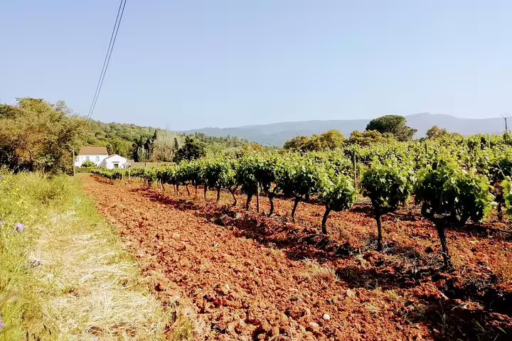 Lush vineyard in Lisbon countryside under clear skies, perfect for surf and wine tours, offering a scenic escape in Portugal.