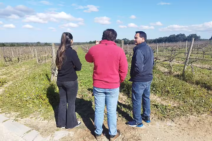 Visitors enjoying a sunny vineyard tour in Sesimbra, perfect for a private tiles painting workshop and wine tasting experience.