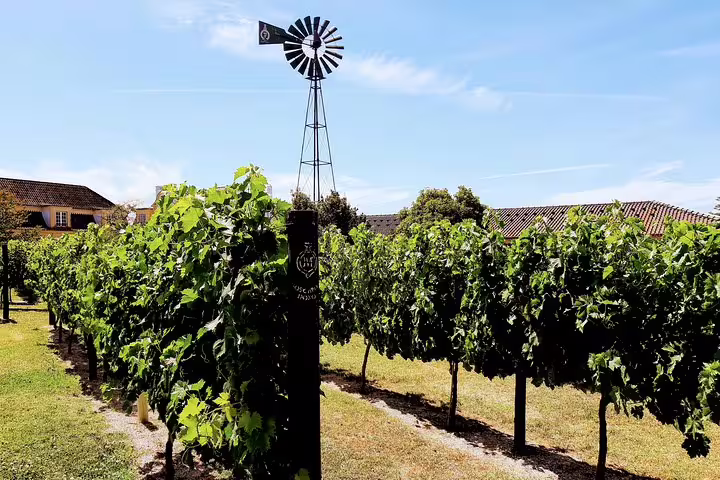 Lush vineyard in Lisbon with a windmill under a clear blue sky, perfect for the Surf & Wine tour experience.
