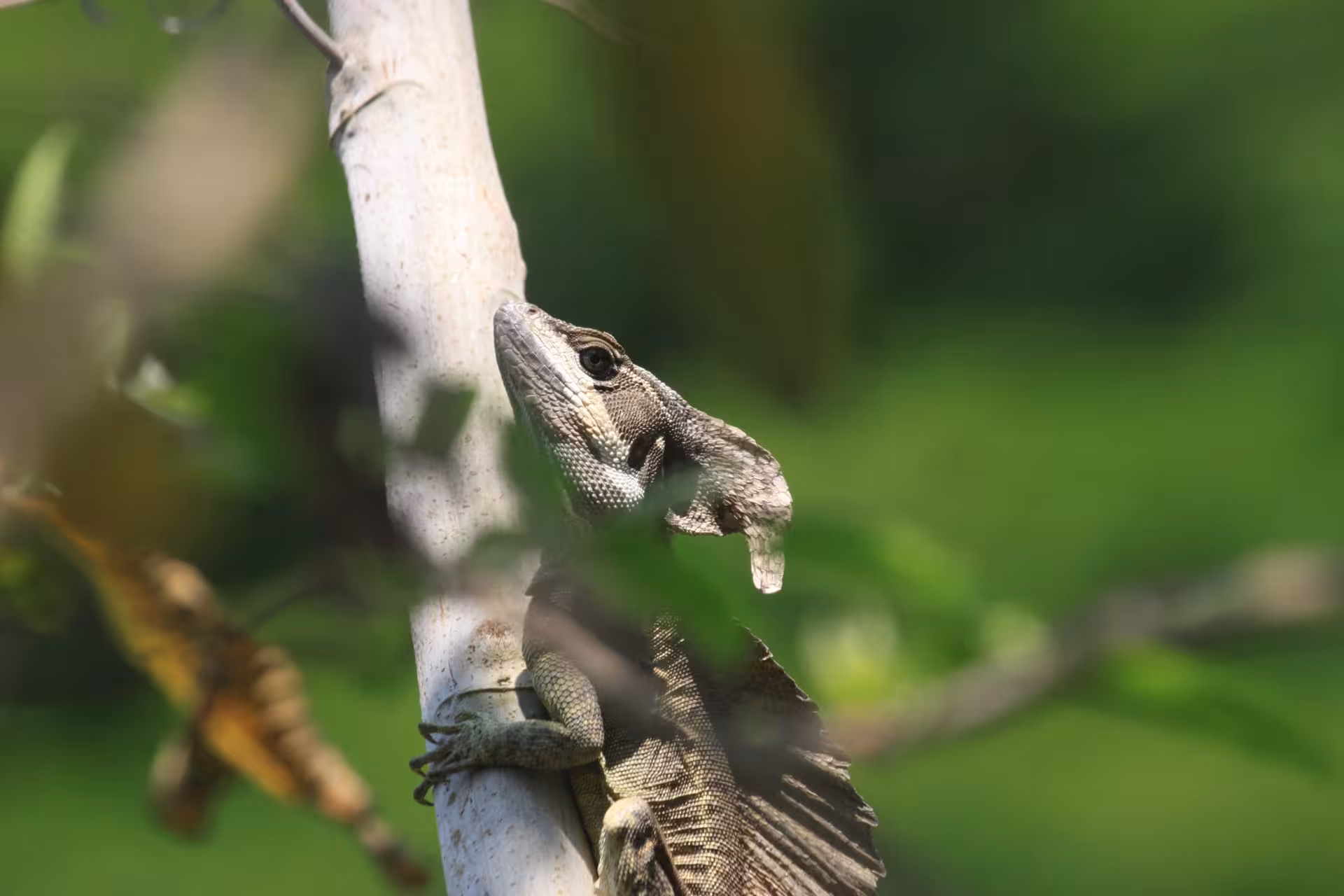 A striking lizard clings to a tree trunk in the dense greenery of Manuel Antonio's vibrant mangrove ecosystem.