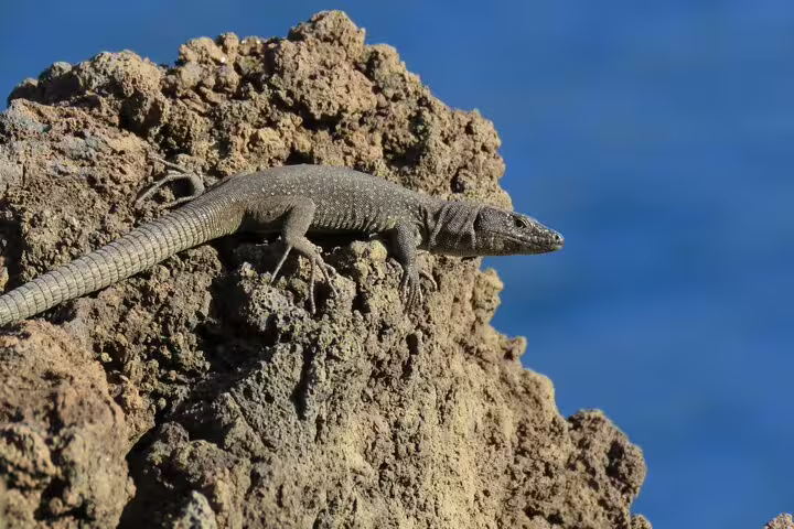 Lizard basking on rocky terrain under the sun in Madeira's northwest, a highlight of the open roof 4x4 adventure tour.