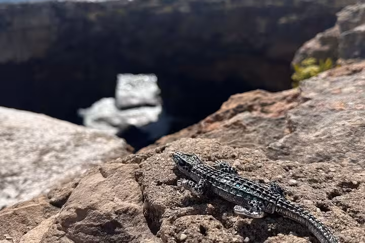 Close-up of a small lizard on rocky cliffs overlooking the Atlantic Ocean during a Sintra private tour.