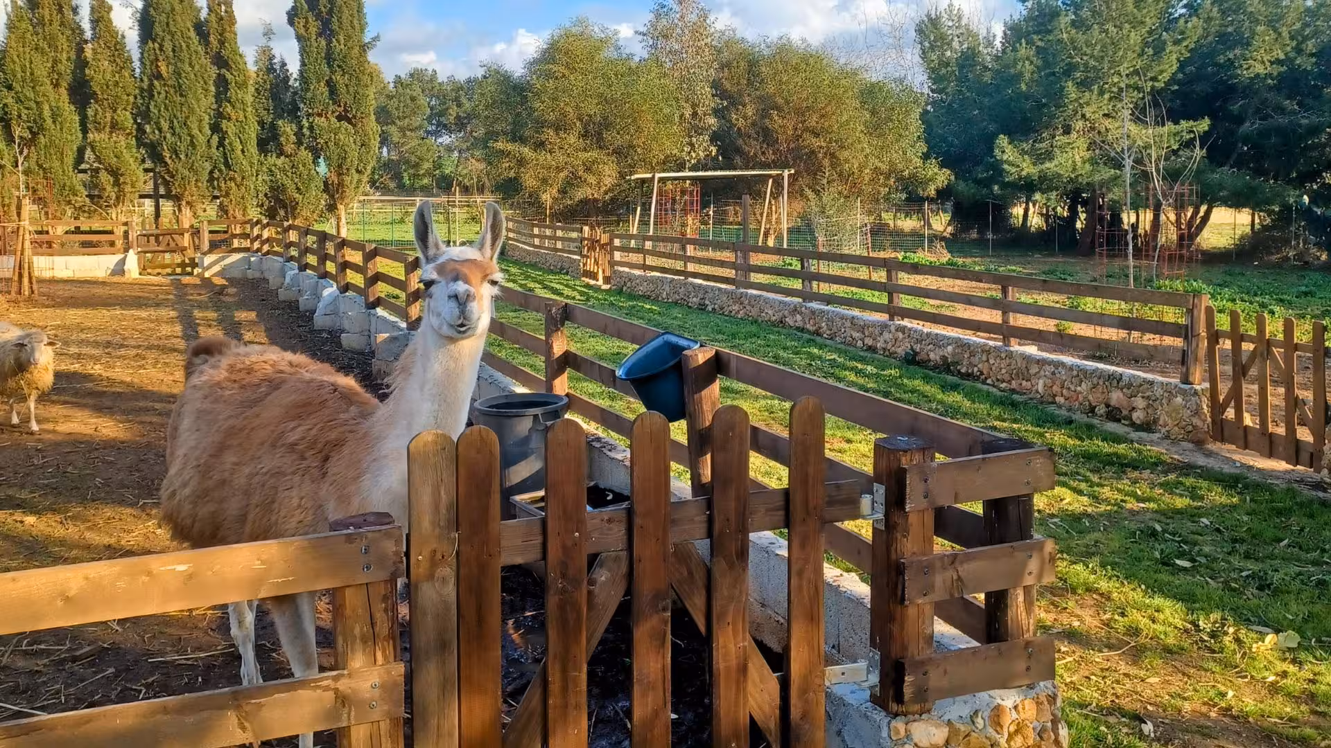 Llama in a scenic educational farm setting in Sassari, highlighting sustainable tourism and family-friendly activities.