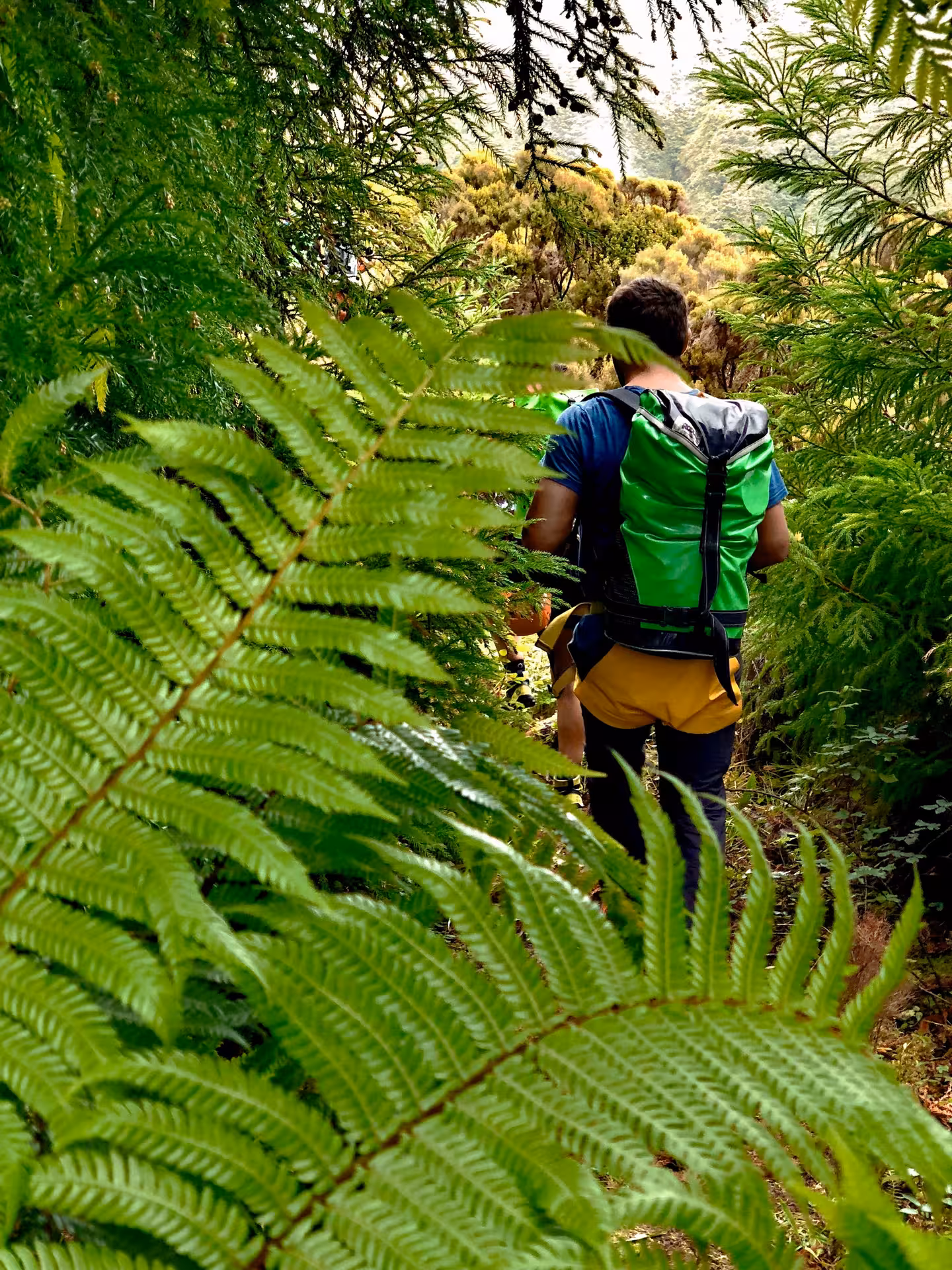 Hiking to Lombadas Praia canyoning start through lush Madeira laurel forest with fern-lined trail
