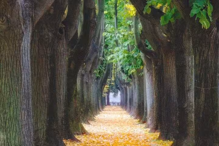 Enchanting tree-lined path with autumn leaves in Lucca, Italy, perfect for Discover Lucca and Pisa tour.
