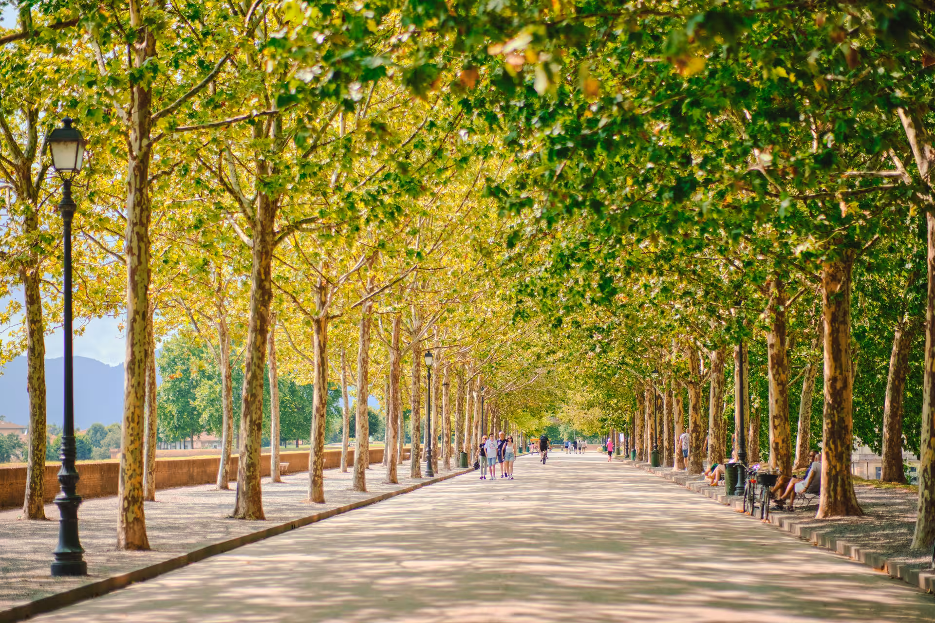 Scenic tree-lined pathway in Lucca offering a tranquil walk, a highlight of the Pisa and Lucca day trip from Florence.
