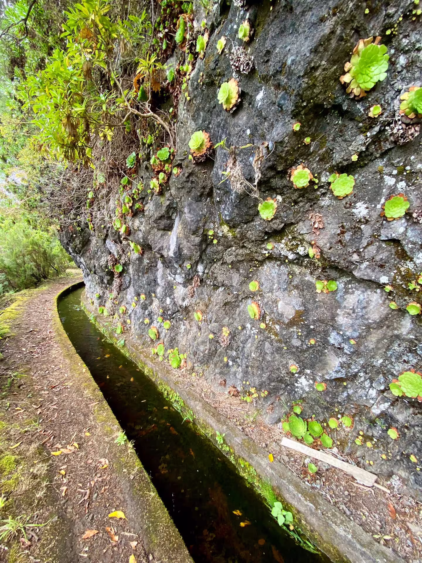Lush hiking trail with mossy levada and vibrant plants along a rocky cliff in untouched nature.