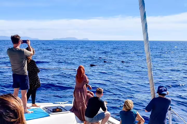 Tourists enjoy dolphin watching on a luxury catamaran cruise off the coast of Madeira Island under clear blue skies.