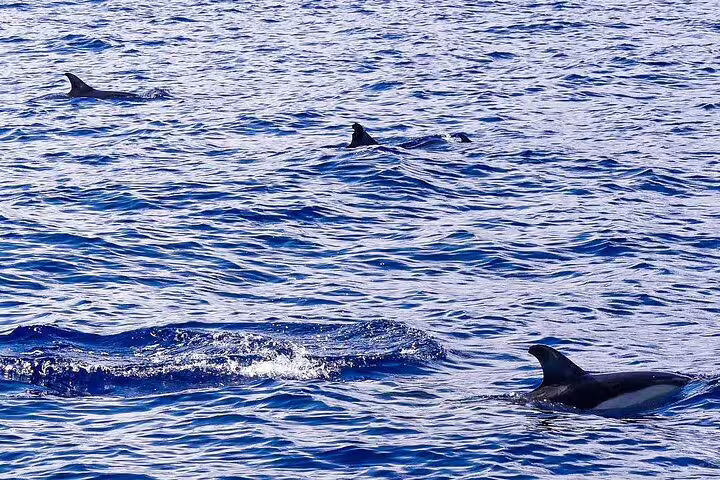 Dolphins swim gracefully near a luxury catamaran during a half-day tour on the sparkling waters of Madeira Island.