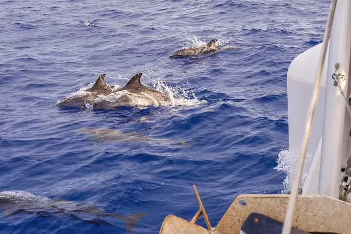 Dolphins swim alongside a luxury catamaran during a half-day tour on the vibrant blue waters of Madeira Island.