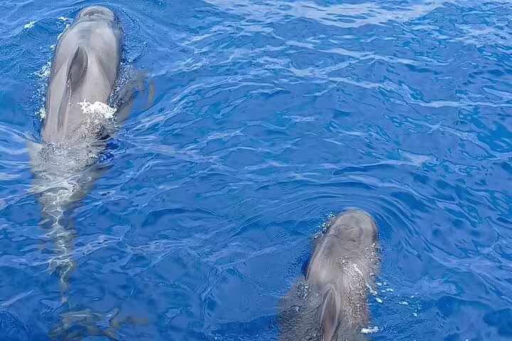 Dolphins swimming alongside a luxury catamaran during a half-day tour on Madeira Island's vibrant blue waters.