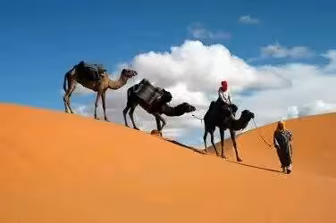 Camel caravan traverses golden dunes under a blue sky on the luxury desert tour from Errachidia to Fes.