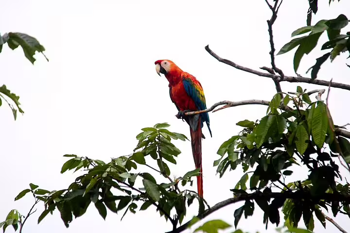 Vibrant macaw perched on a branch in the lush Amazon rainforest near Tapiri Rio Negro Lodge.
