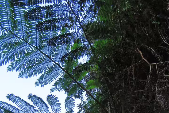 Lush green ferns in Madeira's vibrant forest canopy, a highlight of the Full Day Private 4x4 Adventure tour.