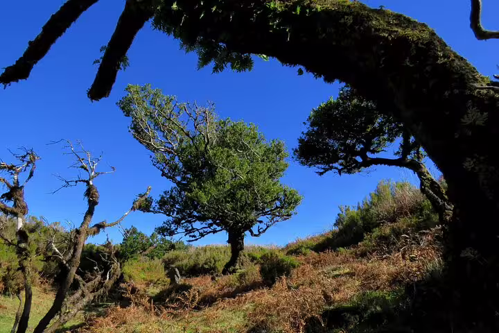 Lush, windswept trees on a rugged hill under clear blue skies in Madeira, ideal for Northwest 4x4 adventure tours.
