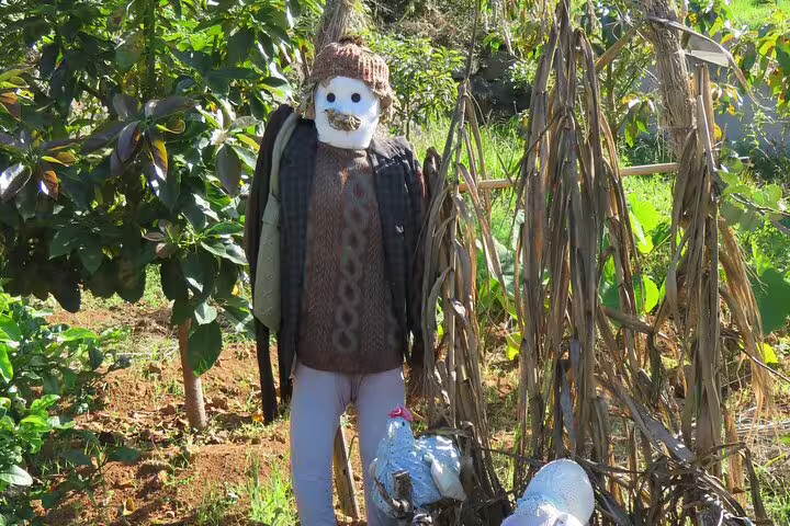 A rustic scarecrow stands amidst lush greenery and traditional agriculture on a Full Day Private 4x4 Adventure in Madeira.