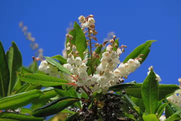 Vibrant white flowers and lush green leaves against a bright blue sky in Madeira, highlighting natural beauty on a 4x4 adventure and skywalk tour.