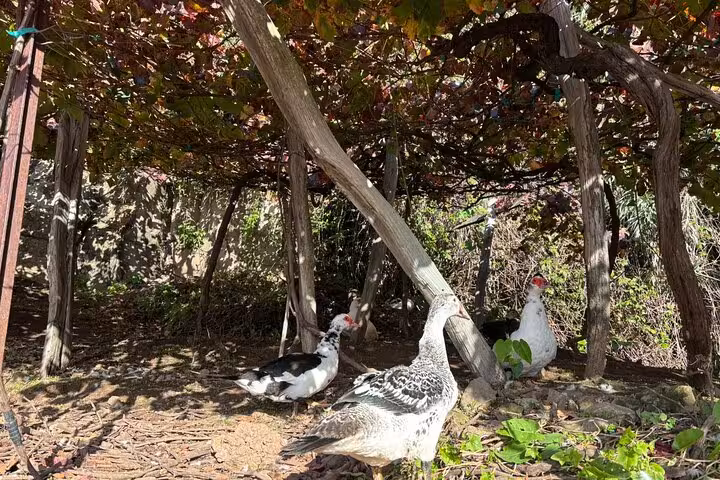 Free-range ducks and chicken under vineyard pergola, authentic farm stop on Madeira 4x4 tour