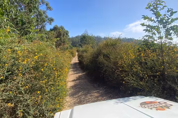 Off-road 4x4 track through Madeira rural countryside, wildflowers and greenery on cultural jeep tour