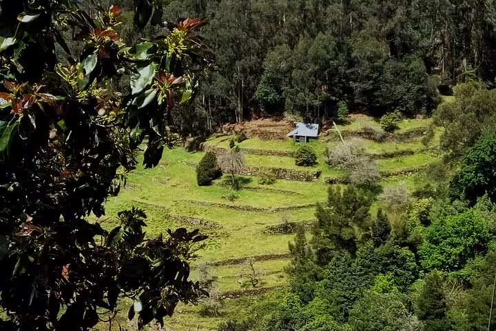 Lush terraced fields and a secluded cottage in Madeira's countryside, perfect for a 4WD adventure from Funchal to local markets.