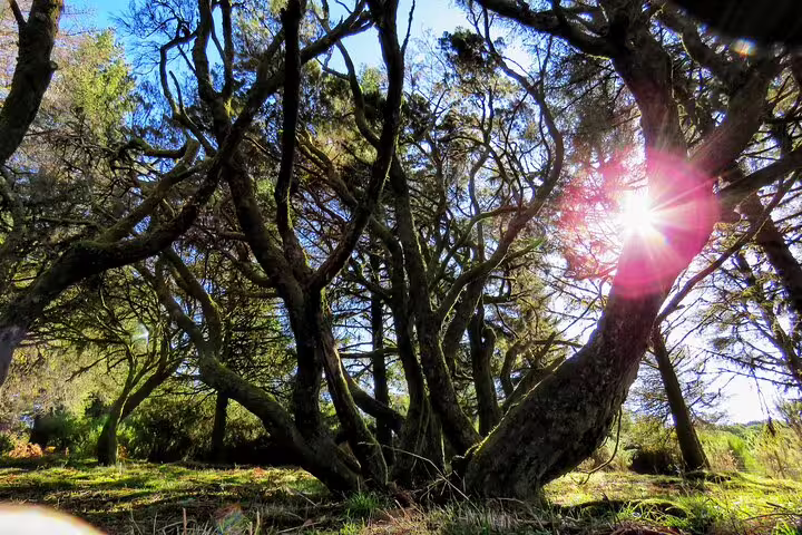 Sunlight filters through twisted trees in a lush Madeira forest, perfect for an adventurous 4x4 tour exploring new Northwest frontiers.