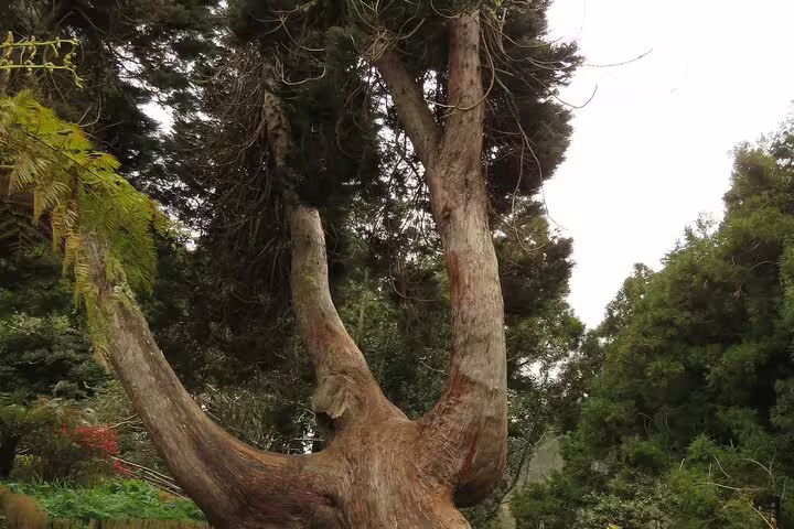 Majestic ancient tree in lush Madeira forest, highlighting the natural beauty of a 4WD adventure from Funchal's local markets.
