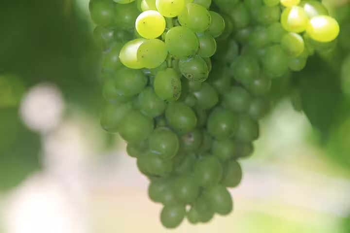 Close-up of vibrant green grapes on a vine in Madeira, highlighting the island's lush vineyards and wine culture.