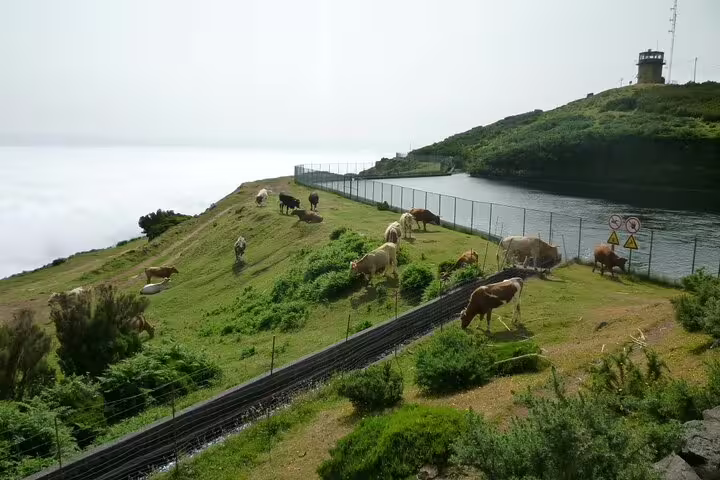 Experience the tranquil beauty of Madeira's countryside with grazing cattle and ocean views.