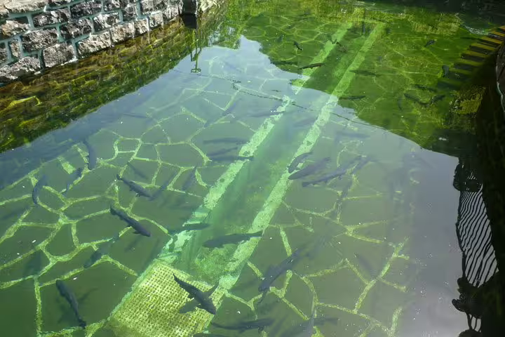 Tranquil fishpond in Madeira Island with clear green waters and stone patterns, perfect for nature enthusiasts.