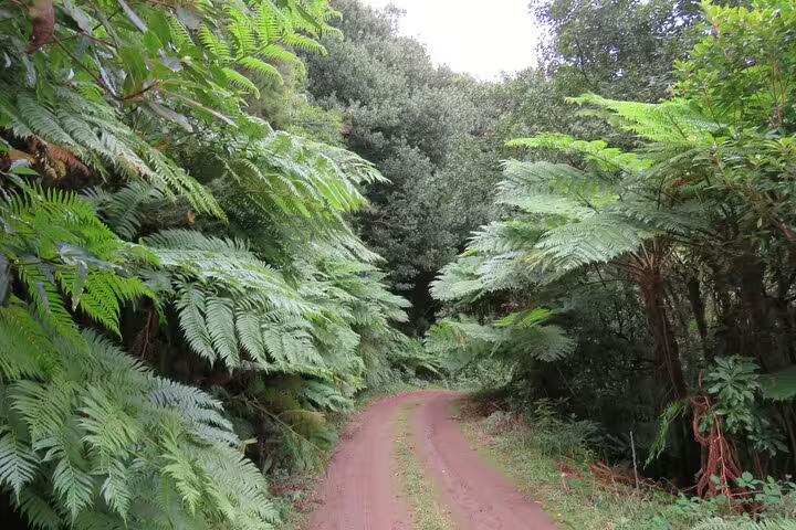 Lush green forest path in Madeira Islands, ideal for full day guided tours exploring scenic trails and nature adventures.