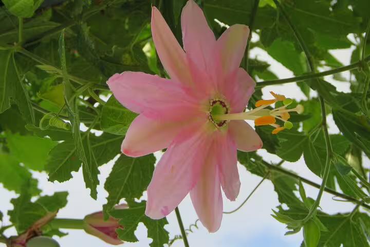 Pink passionflower blooming amidst lush greenery highlights the natural beauty on a full day guided tour in Madeira Islands.