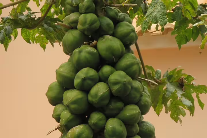 Lush green papayas hang on a tree, showcasing Madeira's tropical abundance and natural beauty on this unique tour experience.