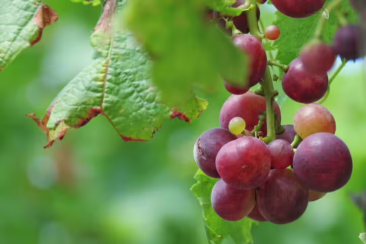 Close-up of ripe red grapes on a vine, highlighting the lush vineyards of Madeira during the Wine & Cabo Girão Jeep Safari.