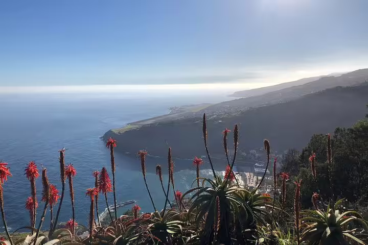 Stunning coastal view from Madeira's east island safari, with vibrant flora and expansive ocean scenery.