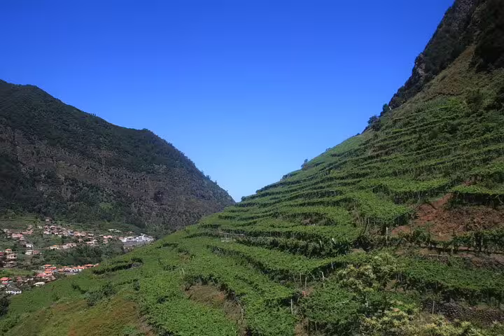 Terraced vineyards against Madeira's dramatic mountains under a clear blue sky, perfect for skywalk and wine tour adventures.