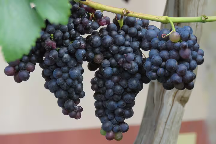 Lush grapes on a vine in Madeira, highlighting the wine experience of the Guided 4x4 Adventure and Skywalk with Tapas tour.