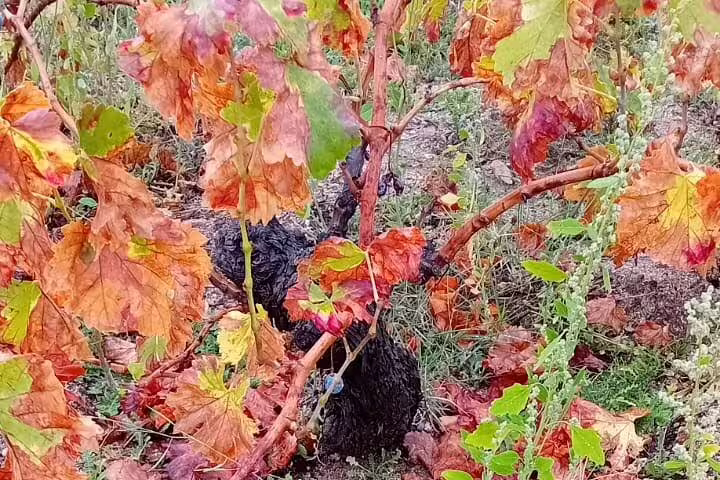 Vibrant autumn vineyard in Madrid with colorful grapevines, perfect for wine enthusiasts on a tasting tour.