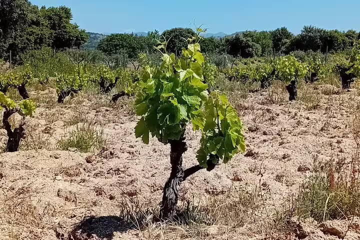 Close-up of a thriving grapevine in a Madrid vineyard, highlighting its lush greenery and fertile soil.