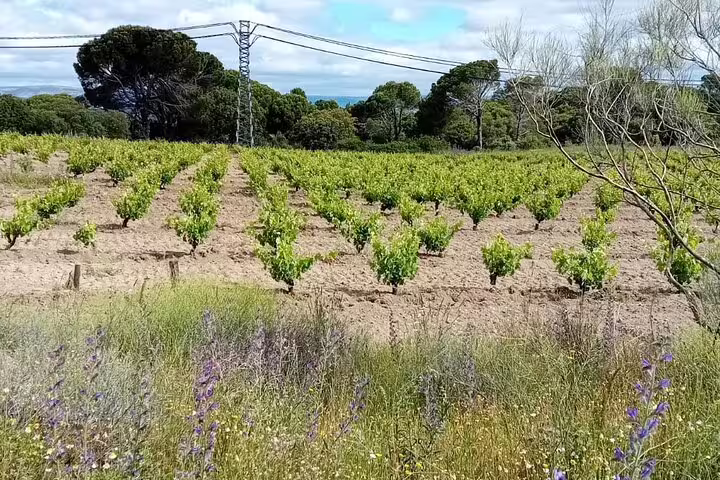 Vibrant vineyard landscape with neat rows of grapevines under a partly cloudy sky on Madrid winery tour.