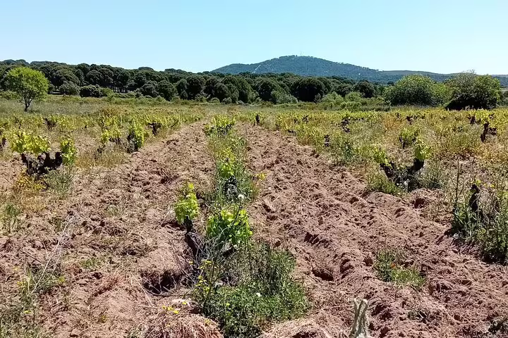 Expansive vineyard landscape in Madrid with lush greenery and distant hills under a clear blue sky.