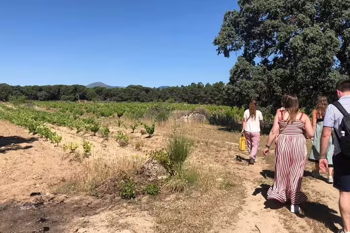 Group walking through scenic vineyard on Madrid winery tour with clear blue skies and lush greenery.