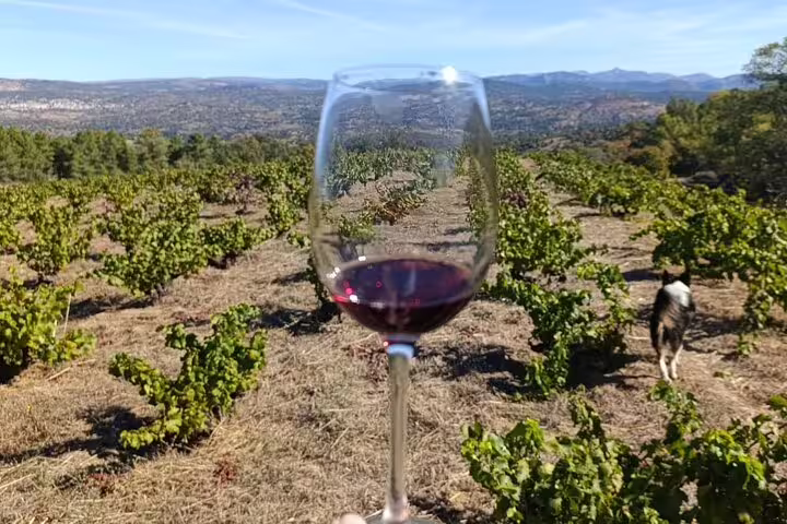 Scenic Madrid vineyard with a wine glass in foreground, perfect for a winery tour and tasting experience.